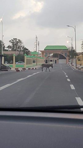 الدستور يضمن للمواطنيين حق التنقل!