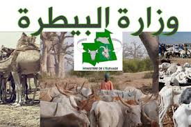 وضع قطعان كاشفة للبحث عن مرض حمى وادي رفت
