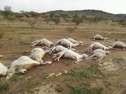 صورة تخدم الخبر