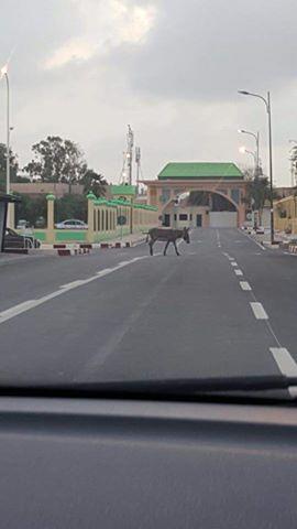 الدستور يضمن للمواطنيين حق التنقل!