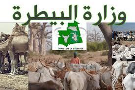 وضع قطعان كاشفة للبحث عن مرض حمى وادي رفت