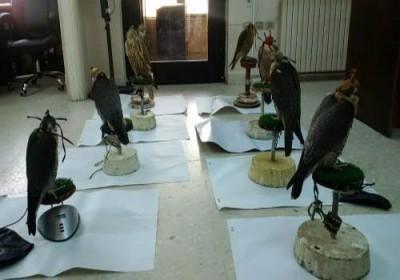 خليجيون  تورطوا  بتهريب “صقور” من اصناف نادرة  بالأردن