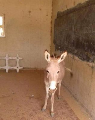 الصورة من صفحة Emeyen Ould Hayboullahi 